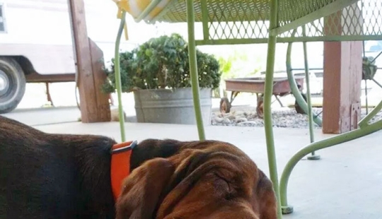 15 Hilarious Times Pets Didn’t Get Away With Stealing Food 15 Hilarious Times Pets Didn’t Get Away With Stealing Food