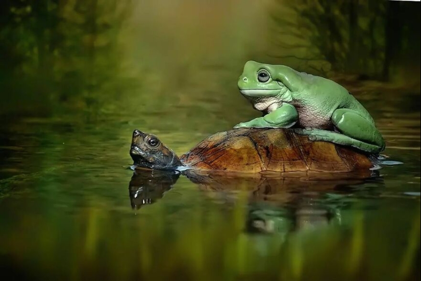 15 Images Of Reptiles, Insects, And Other Animals Caught Chilling Or Hitching A Ride, By Yan Hidayat