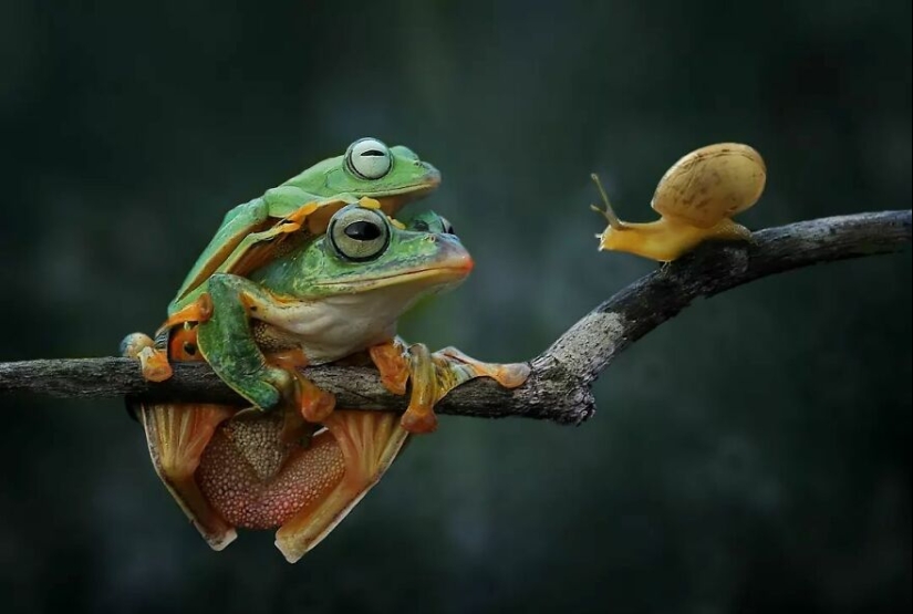 15 Images Of Reptiles, Insects, And Other Animals Caught Chilling Or Hitching A Ride, By Yan Hidayat
