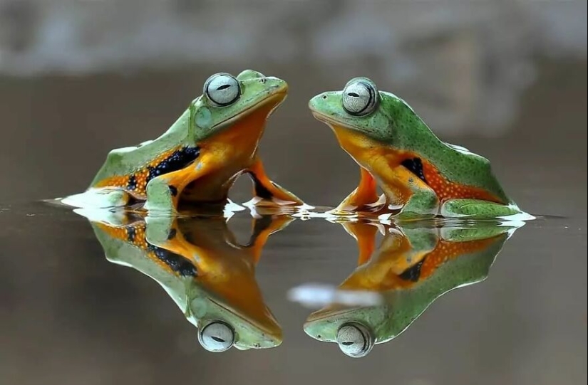 15 Images Of Reptiles, Insects, And Other Animals Caught Chilling Or Hitching A Ride, By Yan Hidayat