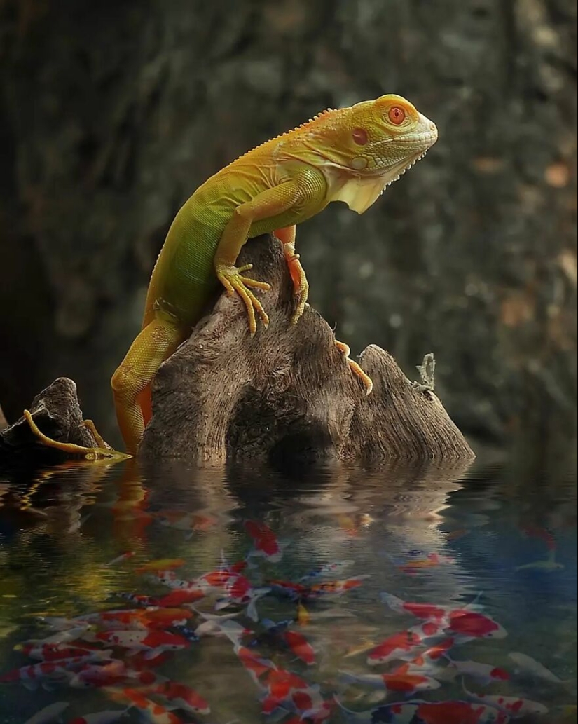 15 Images Of Reptiles, Insects, And Other Animals Caught Chilling Or Hitching A Ride, By Yan Hidayat