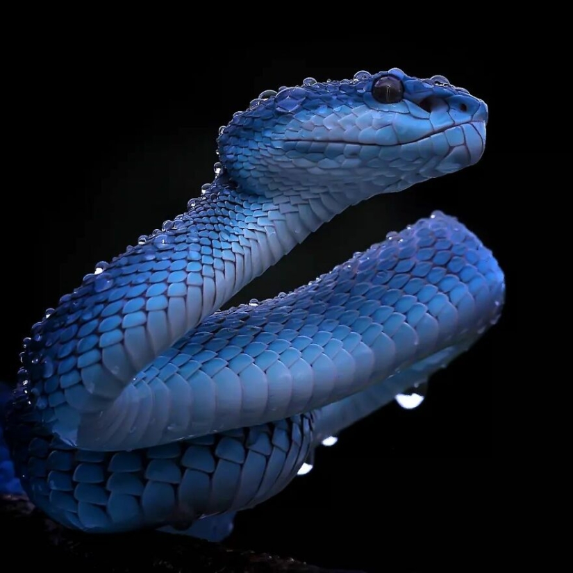 15 Images Of Reptiles, Insects, And Other Animals Caught Chilling Or Hitching A Ride, By Yan Hidayat