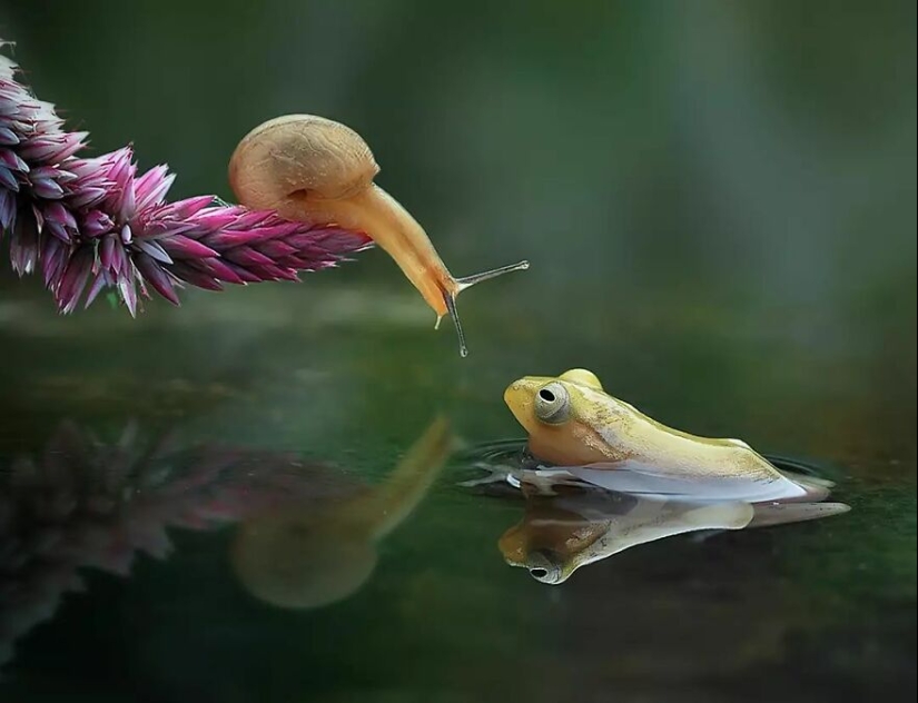 15 Images Of Reptiles, Insects, And Other Animals Caught Chilling Or Hitching A Ride, By Yan Hidayat