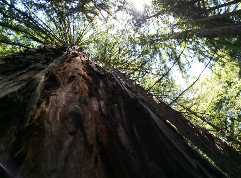15 images proving that Google Glass will change the future of photography