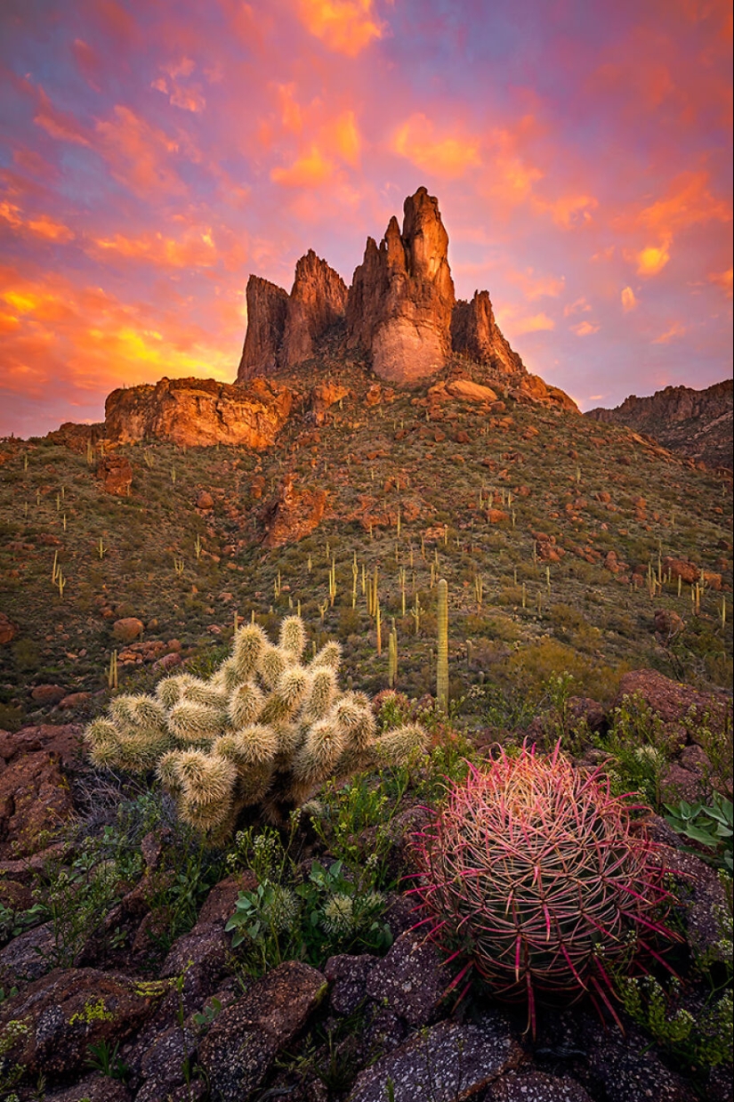 15 Images That Captured Nature’s Beauty And Diversity And Were Selected As Best By NBP Awards 2023