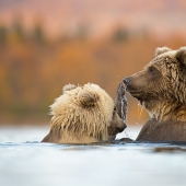 15 Images That Captured Nature’s Beauty And Diversity And Were Selected As Best By NBP Awards 2023 15 Images That Captured Nature’s Beauty And Diversity And Were Selected As Best By NBP Awards 2023