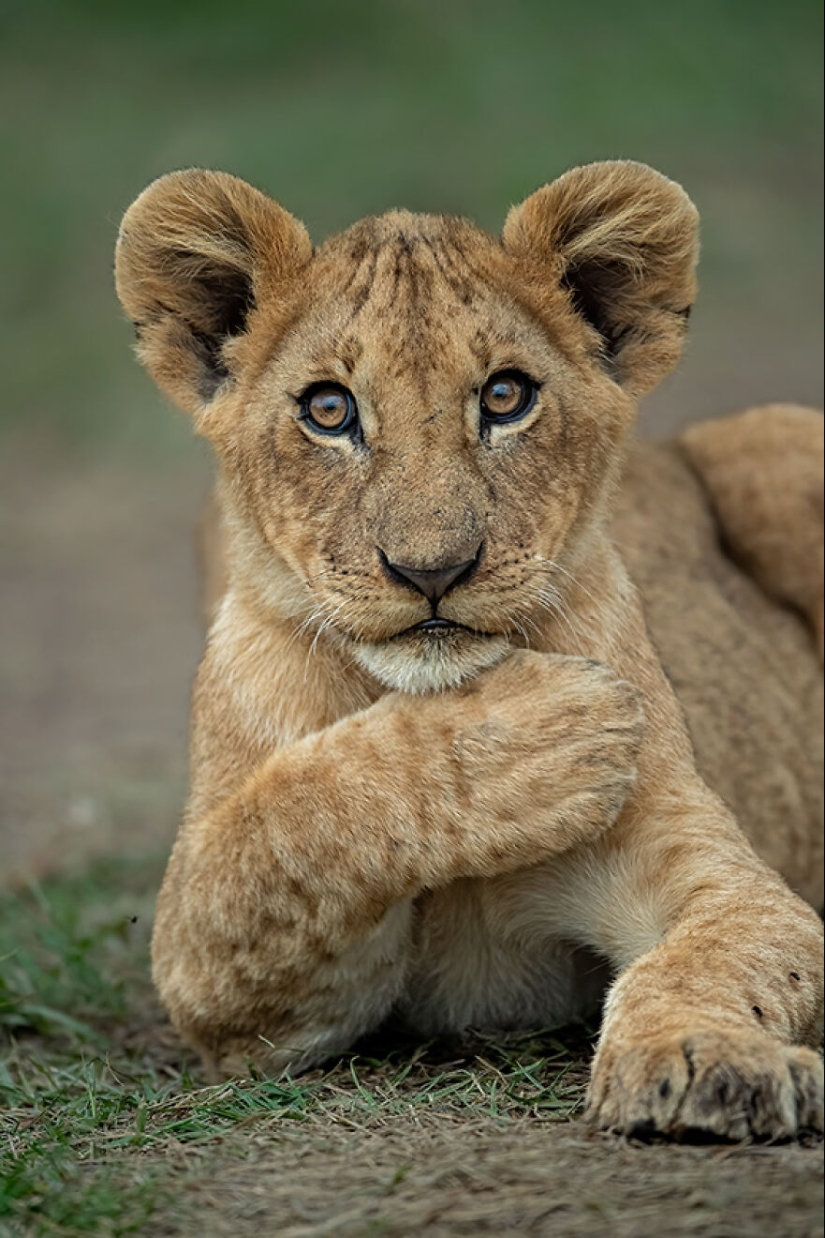15 Images That Captured Nature’s Beauty And Diversity And Were Selected As Best By NBP Awards 2023