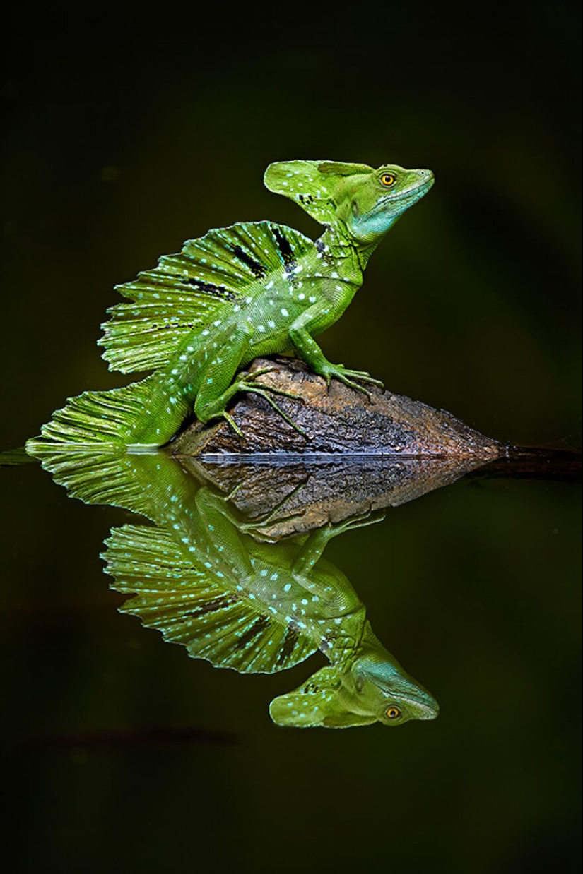 15 Images That Captured Nature’s Beauty And Diversity And Were Selected As Best By NBP Awards 2023