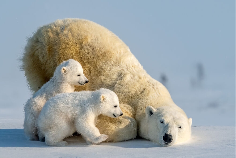15 Images That Captured Nature’s Beauty And Diversity And Were Selected As Best By NBP Awards 2023