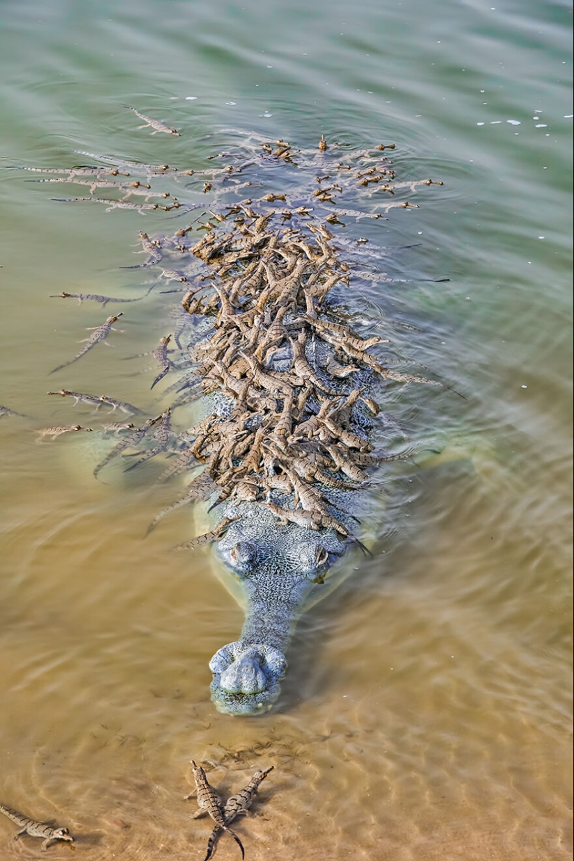 15 Images That Captured Nature’s Beauty And Diversity And Were Selected As Best By NBP Awards 2023