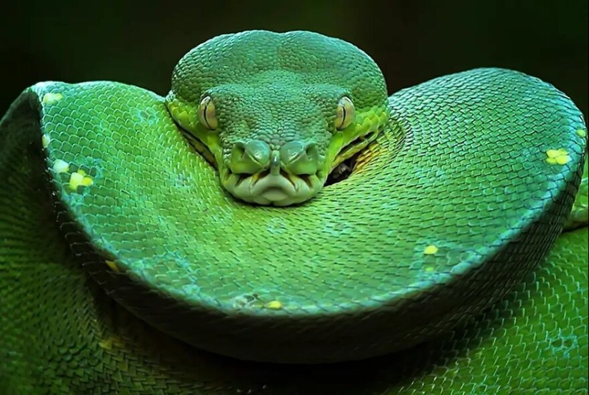 15 imágenes de reptiles, insectos y otros animales atrapados descansando o haciendo autostop, por Yan Hidayat 15 imágenes de reptiles, insectos y otros animales atrapados descansando o haciendo autostop, por Yan Hidayat