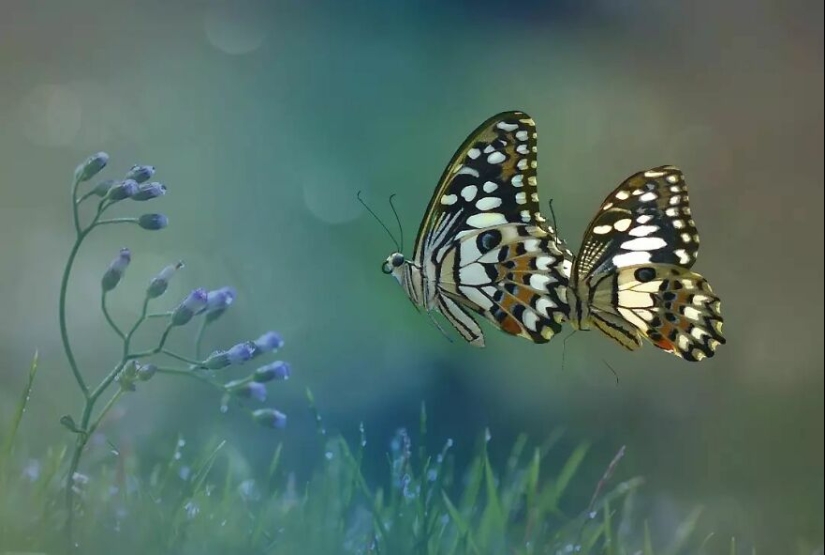 15 imágenes de reptiles, insectos y otros animales atrapados descansando o haciendo autostop, por Yan Hidayat 15 imágenes de reptiles, insectos y otros animales atrapados descansando o haciendo autostop, por Yan Hidayat