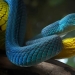 15 imágenes de reptiles, insectos y otros animales atrapados descansando o haciendo autostop, por Yan Hidayat 15 imágenes de reptiles, insectos y otros animales atrapados descansando o haciendo autostop, por Yan Hidayat
