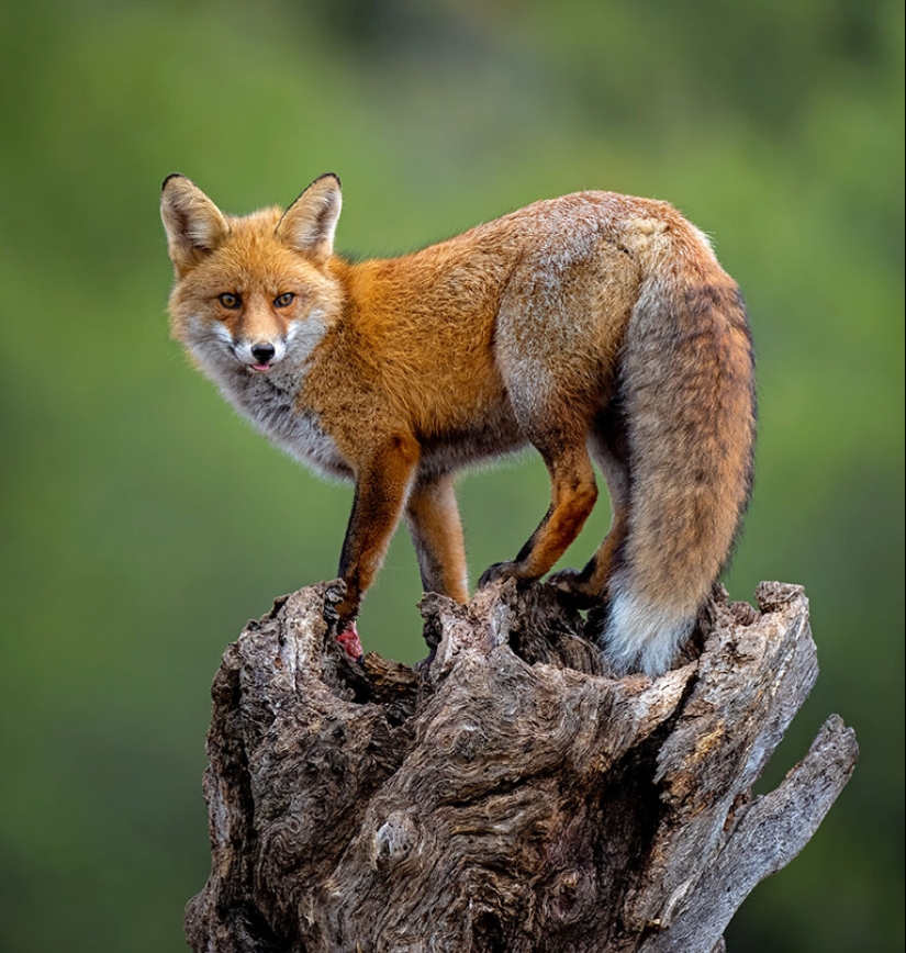 15 imágenes que capturaron la belleza y la diversidad de la naturaleza y fueron seleccionadas como las mejores en los premios NBP 2023