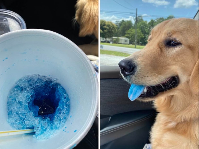 15 momentos divertidos en los que las mascotas no se salían con la suya robando comida 15 momentos divertidos en los que las mascotas no se salían con la suya robando comida