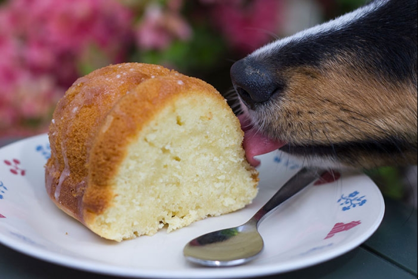 15 momentos divertidos en los que las mascotas no se salían con la suya robando comida 15 momentos divertidos en los que las mascotas no se salían con la suya robando comida