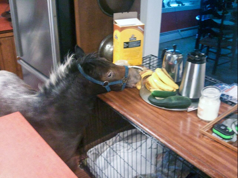 15 momentos divertidos en los que las mascotas no se salían con la suya robando comida 15 momentos divertidos en los que las mascotas no se salían con la suya robando comida