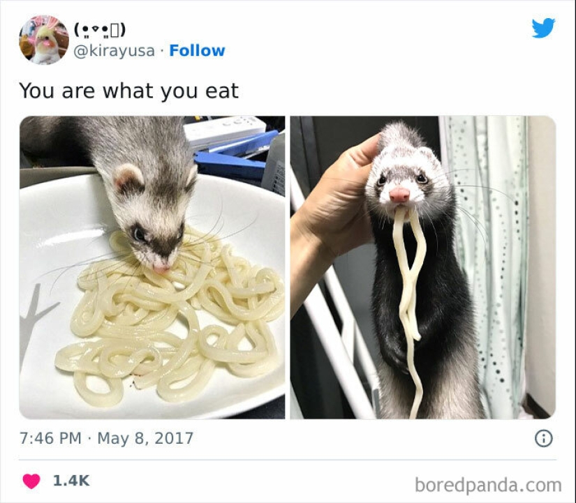 15 momentos divertidos en los que las mascotas no se salían con la suya robando comida 15 momentos divertidos en los que las mascotas no se salían con la suya robando comida