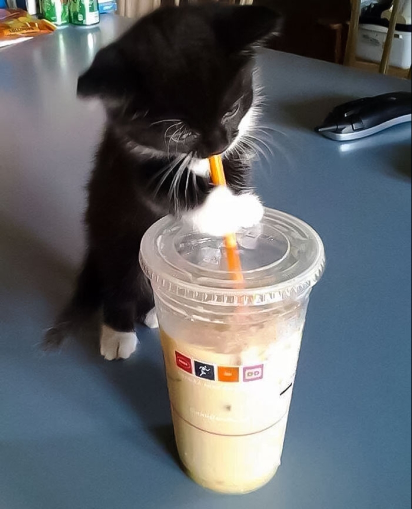 15 momentos divertidos en los que las mascotas no se salían con la suya robando comida 15 momentos divertidos en los que las mascotas no se salían con la suya robando comida