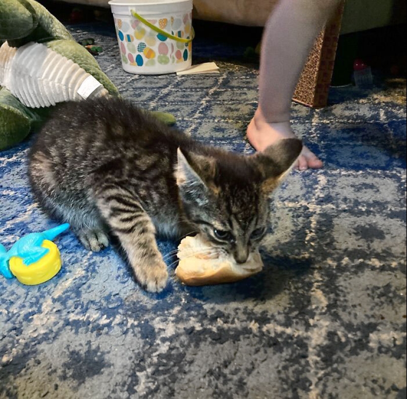 15 momentos divertidos en los que las mascotas no se salían con la suya robando comida 15 momentos divertidos en los que las mascotas no se salían con la suya robando comida