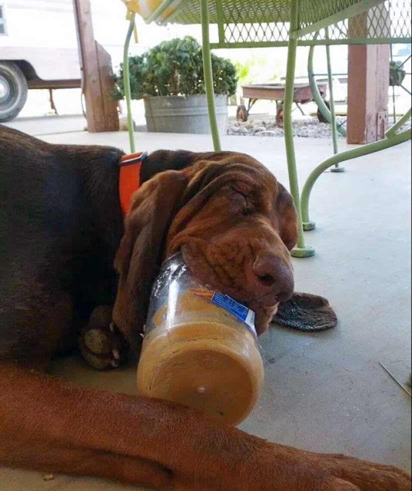 15 momentos divertidos en los que las mascotas no se salían con la suya robando comida 15 momentos divertidos en los que las mascotas no se salían con la suya robando comida