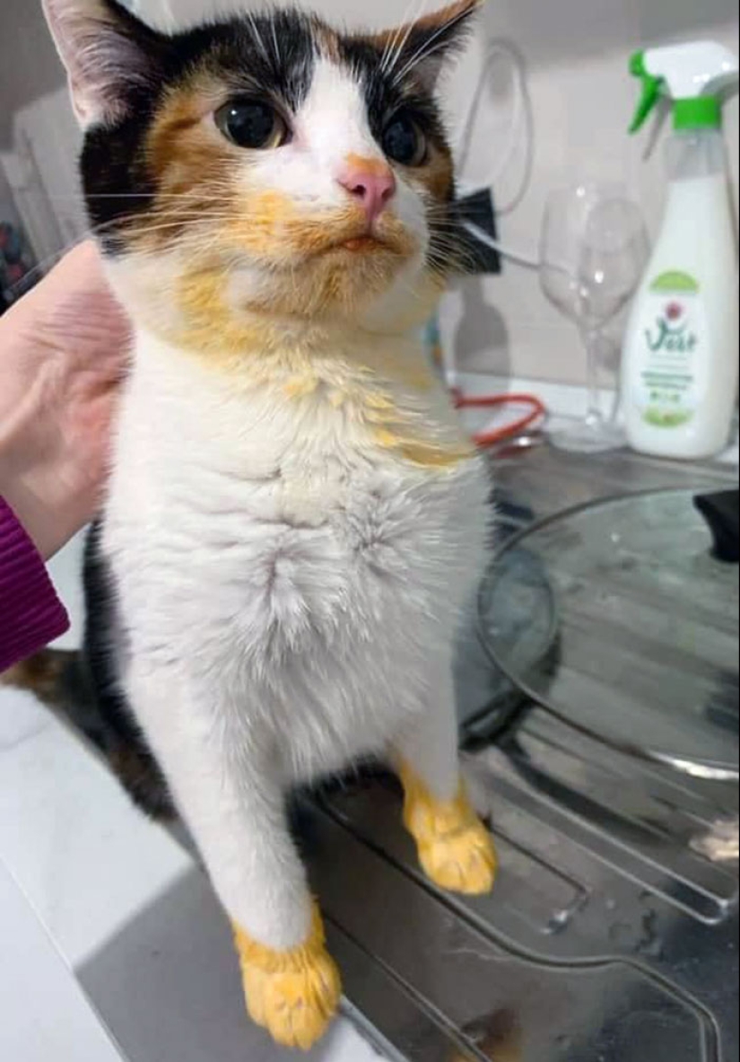 15 momentos divertidos en los que las mascotas no se salían con la suya robando comida 15 momentos divertidos en los que las mascotas no se salían con la suya robando comida