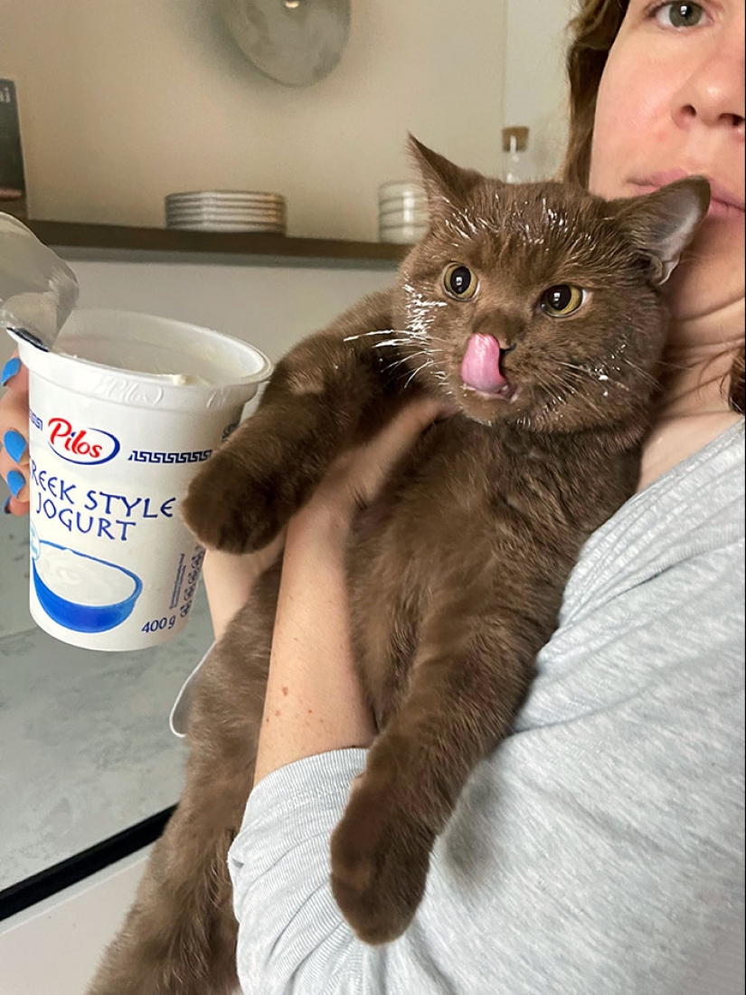 15 momentos divertidos en los que las mascotas no se salían con la suya robando comida 15 momentos divertidos en los que las mascotas no se salían con la suya robando comida
