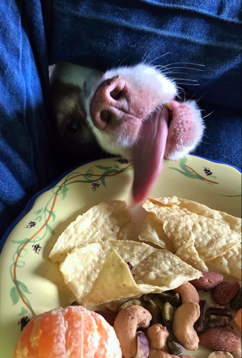 15 momentos divertidos en los que las mascotas no se salían con la suya robando comida 15 momentos divertidos en los que las mascotas no se salían con la suya robando comida