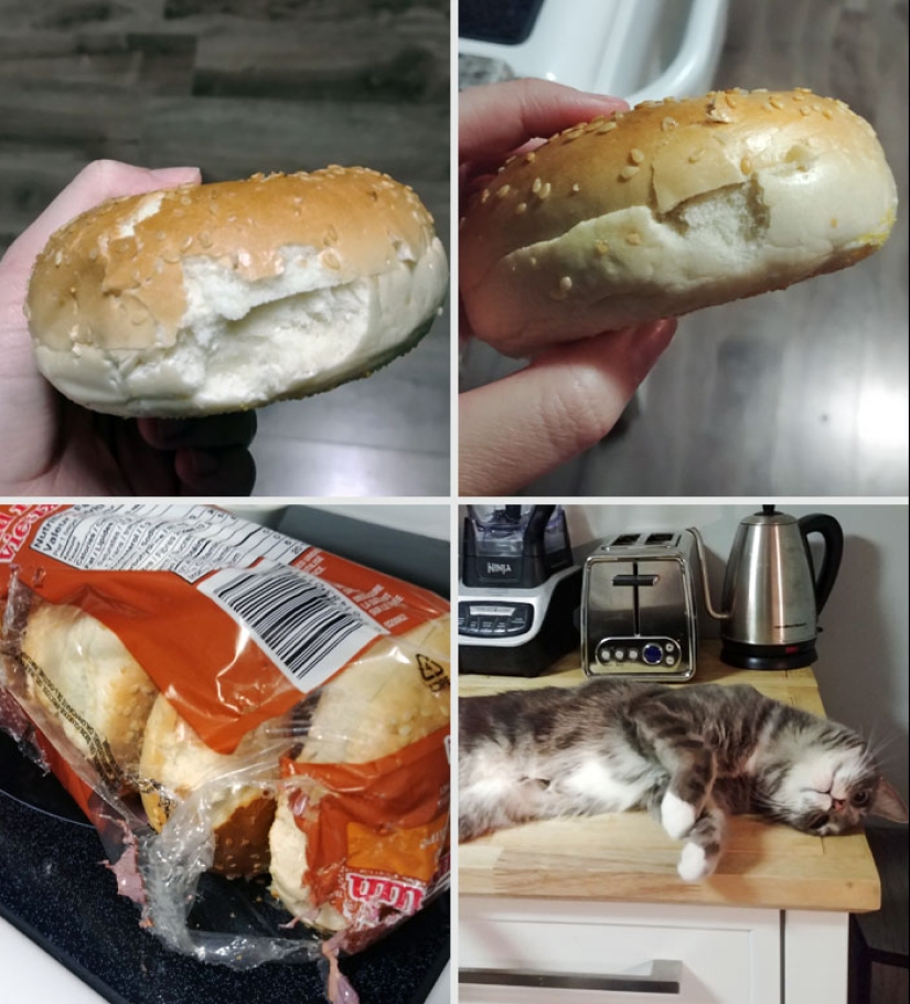 15 momentos divertidos en los que las mascotas no se salían con la suya robando comida 15 momentos divertidos en los que las mascotas no se salían con la suya robando comida