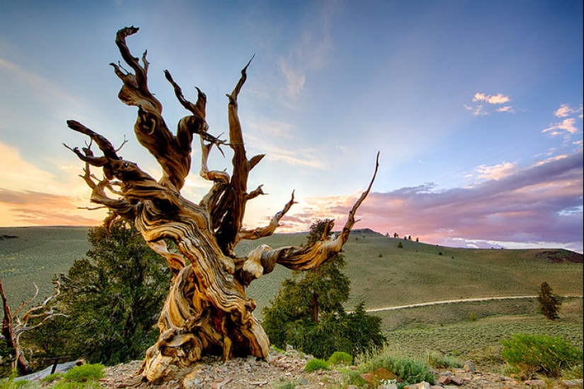 15 Oldest Trees In The World No Lumberjack Should Touch