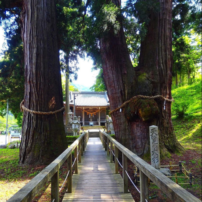 15 Oldest Trees In The World No Lumberjack Should Touch