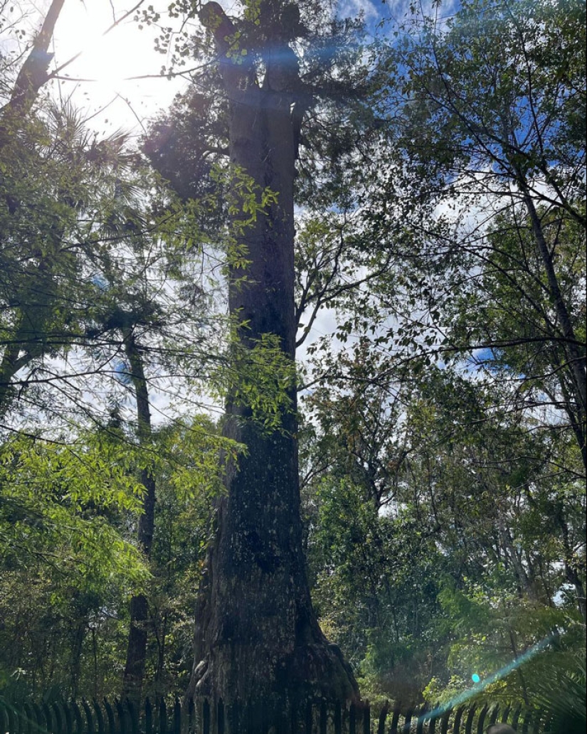 15 Oldest Trees In The World No Lumberjack Should Touch