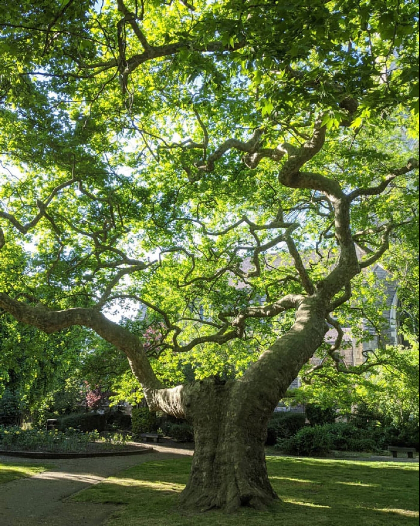15 Oldest Trees In The World No Lumberjack Should Touch