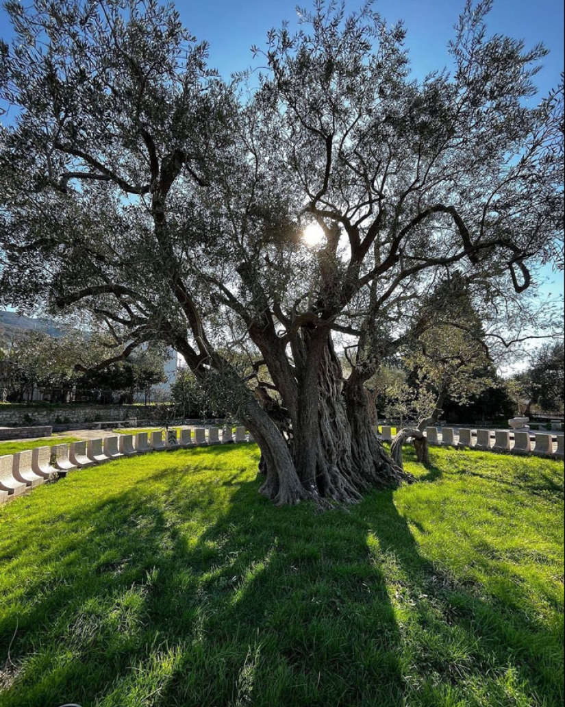 15 Oldest Trees In The World No Lumberjack Should Touch