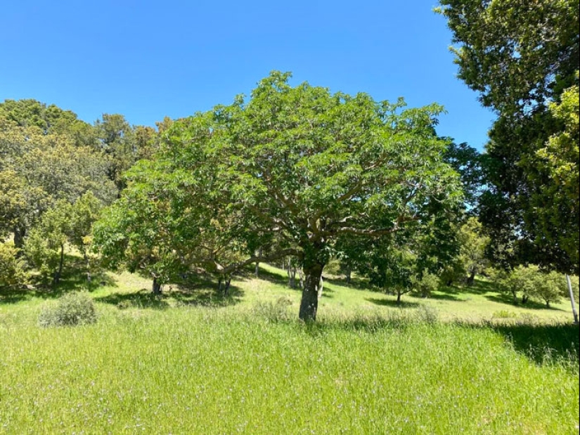 15 Oldest Trees In The World No Lumberjack Should Touch