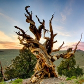 15 Oldest Trees In The World No Lumberjack Should Touch 15 Oldest Trees In The World No Lumberjack Should Touch