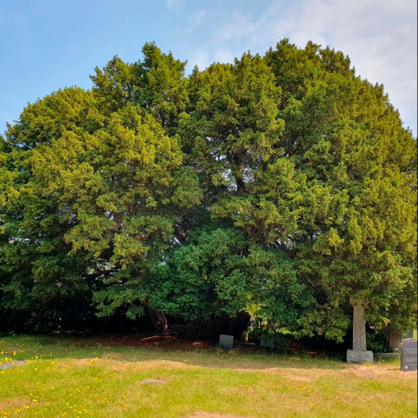 15 Oldest Trees In The World No Lumberjack Should Touch