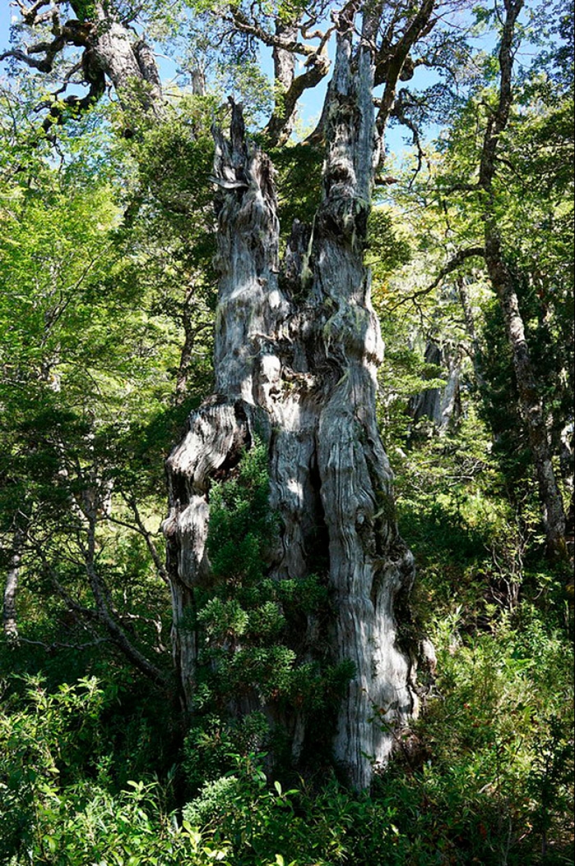 15 Oldest Trees In The World No Lumberjack Should Touch