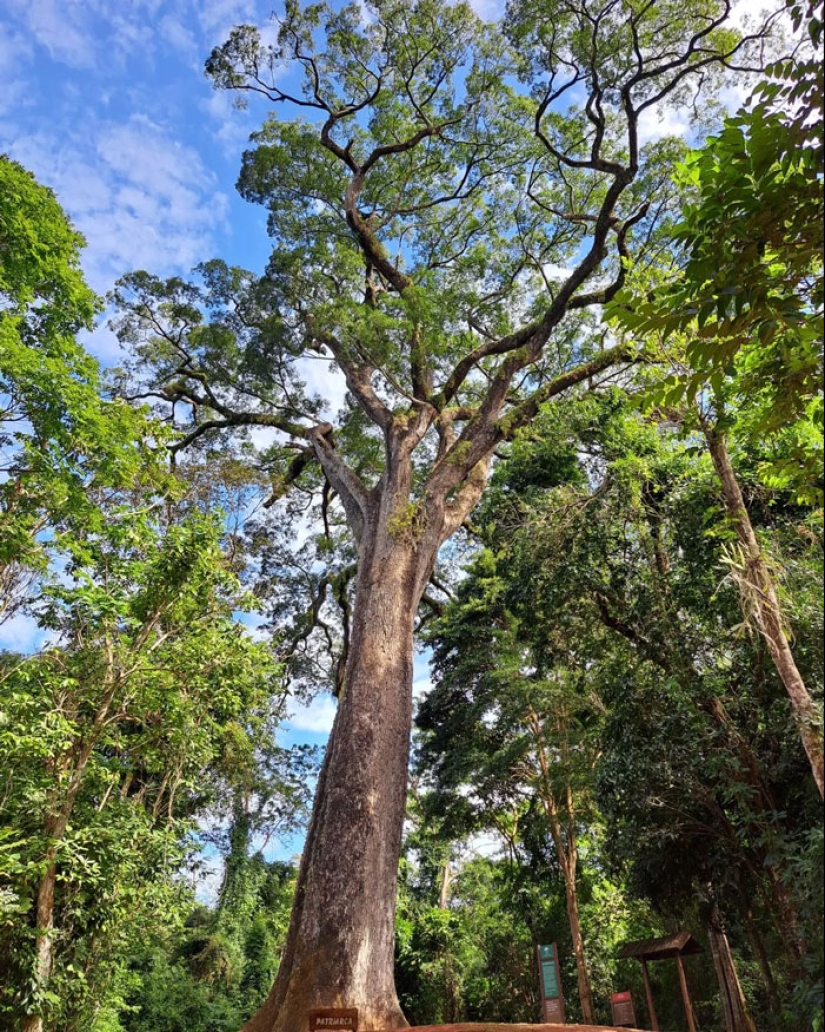 15 Oldest Trees In The World No Lumberjack Should Touch