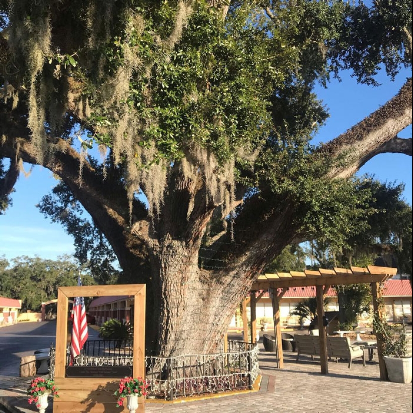 15 Oldest Trees In The World No Lumberjack Should Touch