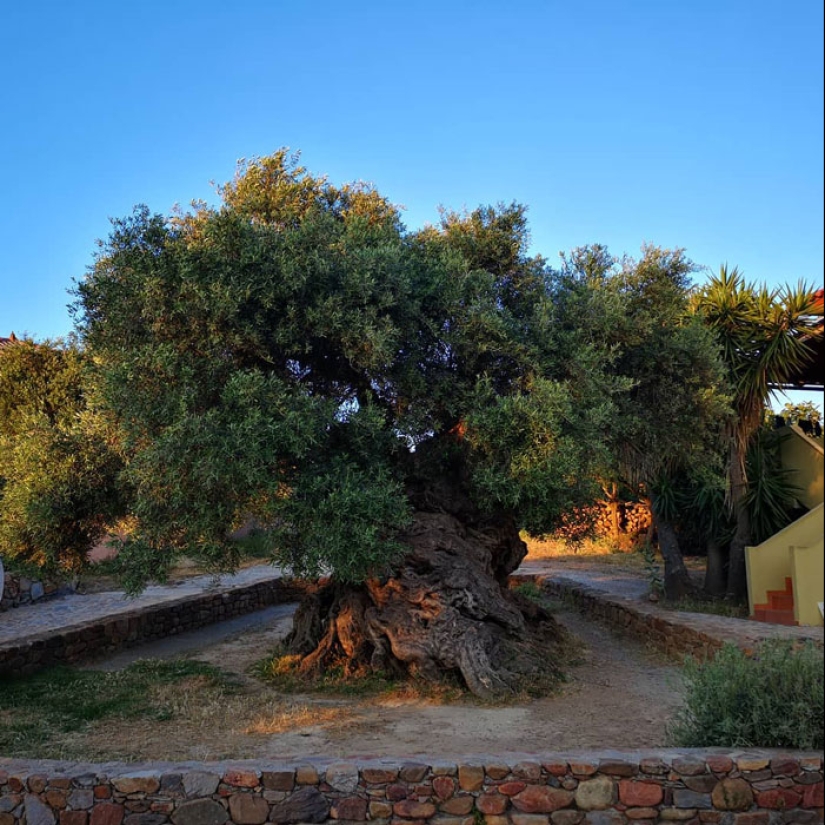 15 Oldest Trees In The World No Lumberjack Should Touch