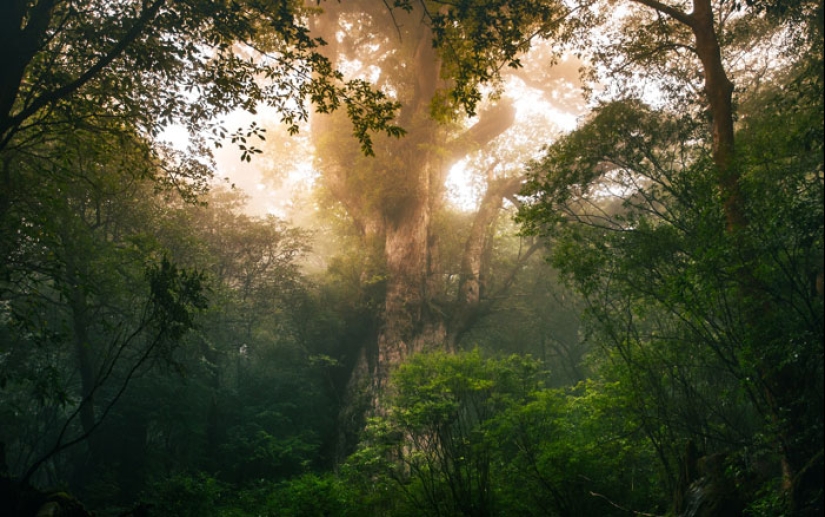 15 Oldest Trees In The World No Lumberjack Should Touch