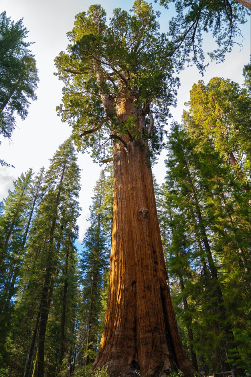 15 Oldest Trees In The World No Lumberjack Should Touch