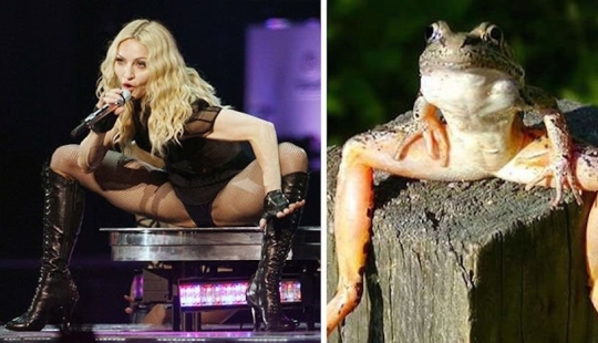 15 photos of celebrities and their animal counterparts 15 photos of celebrities and their animal counterparts