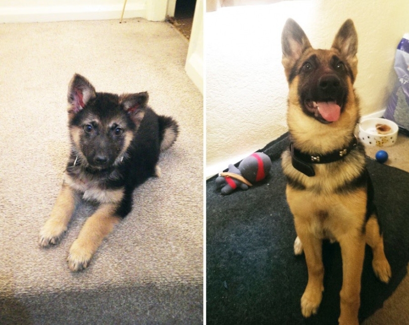 15 puppies who grew up too fast