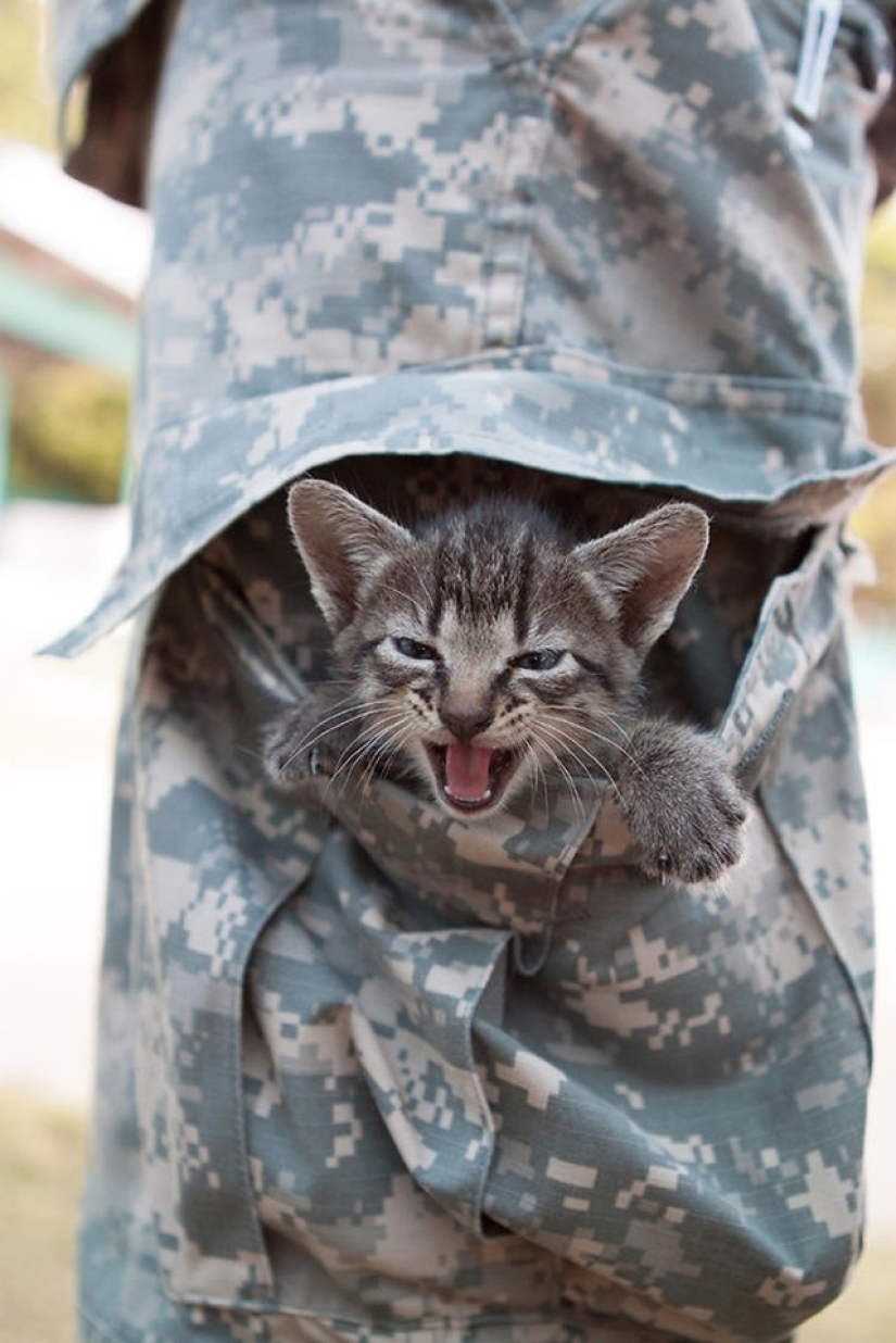 15 soldiers with their ... cats