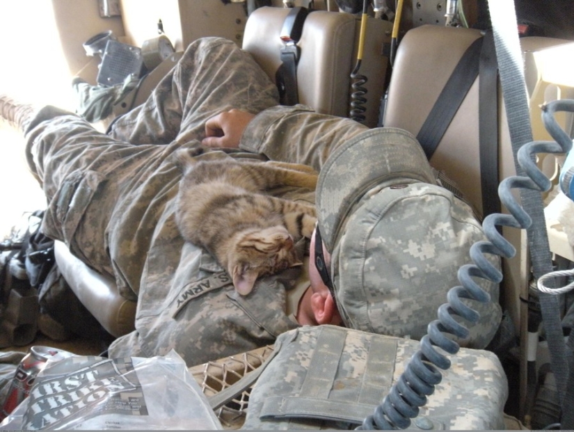 15 soldiers with their ... cats
