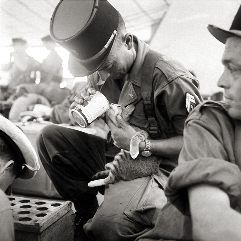 15 soldiers with their ... cats