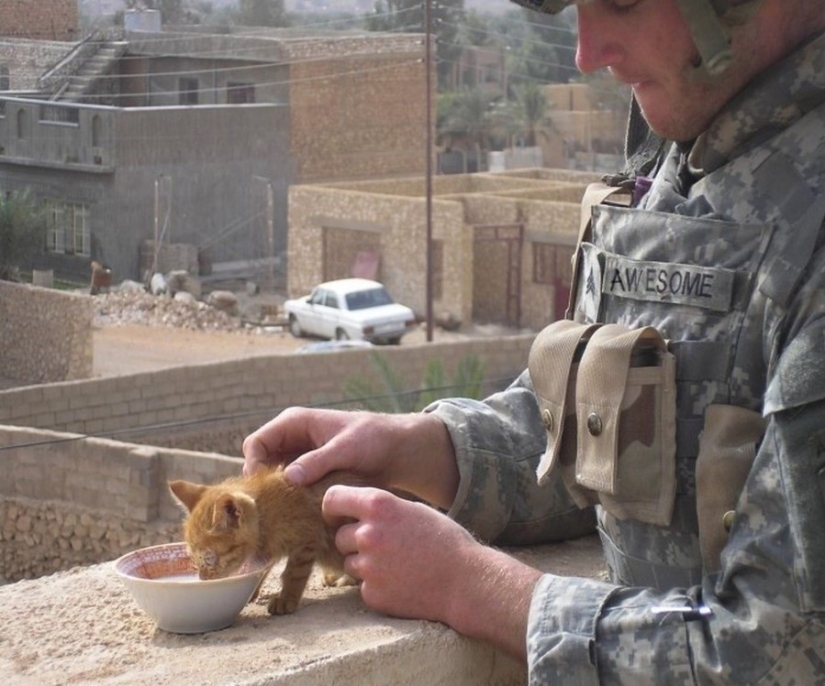 15 soldiers with their ... cats