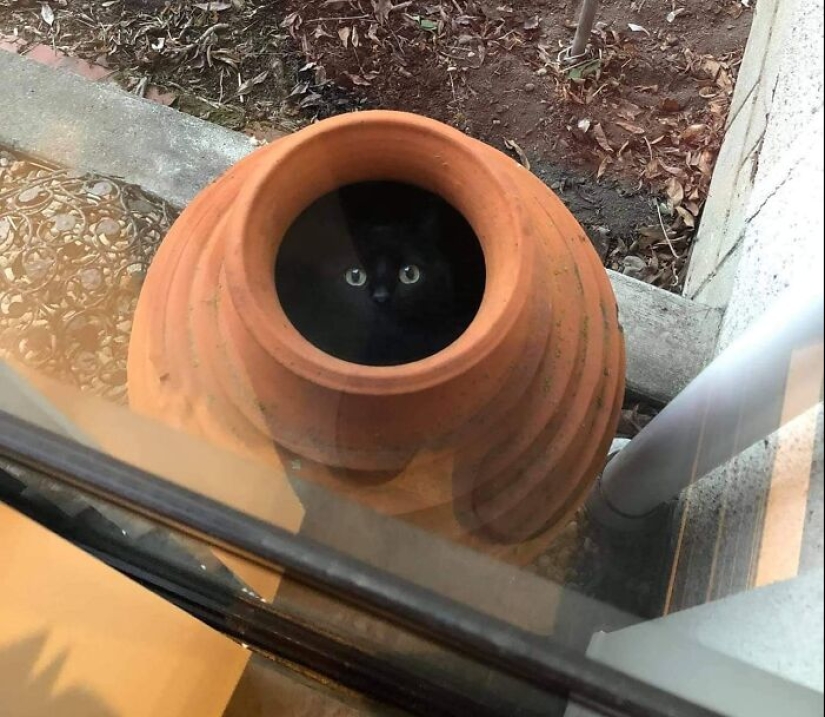 15 Things That Matched Their Surroundings So Well, They Made People Do A Double Take